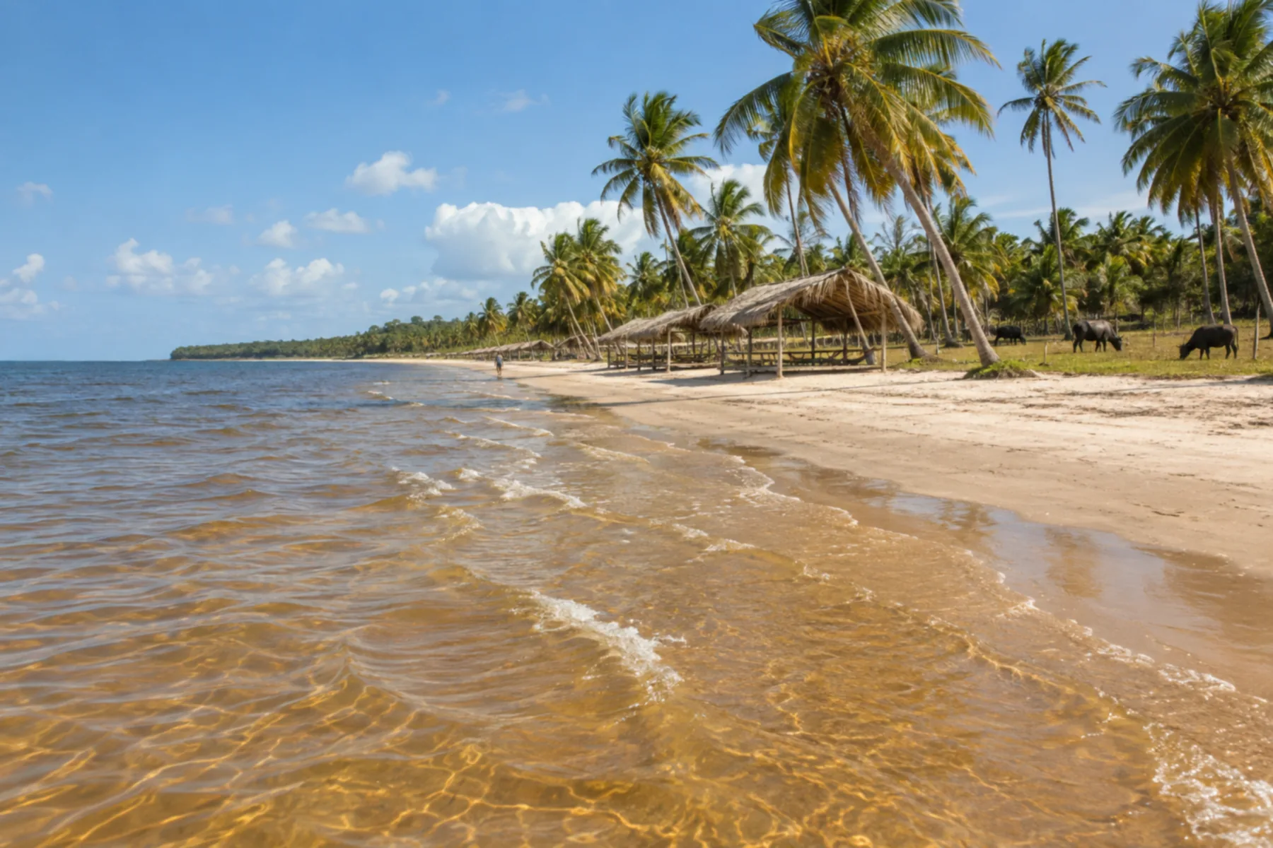 Praia extensa com coqueiros inclinados.