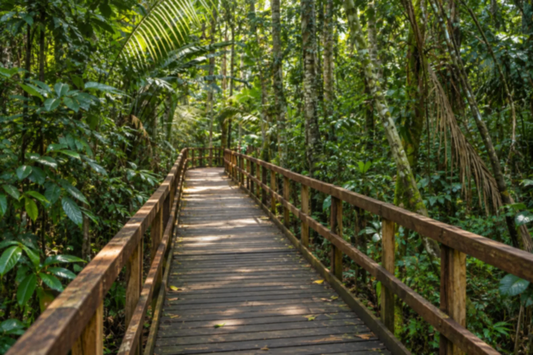 Trilha palafitada do Parque Natural Municipal.