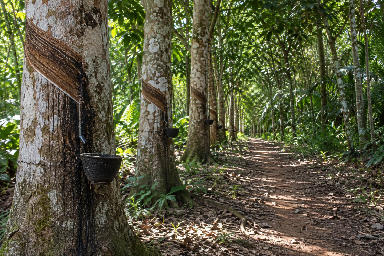 Parque Capitão Ciríaco
