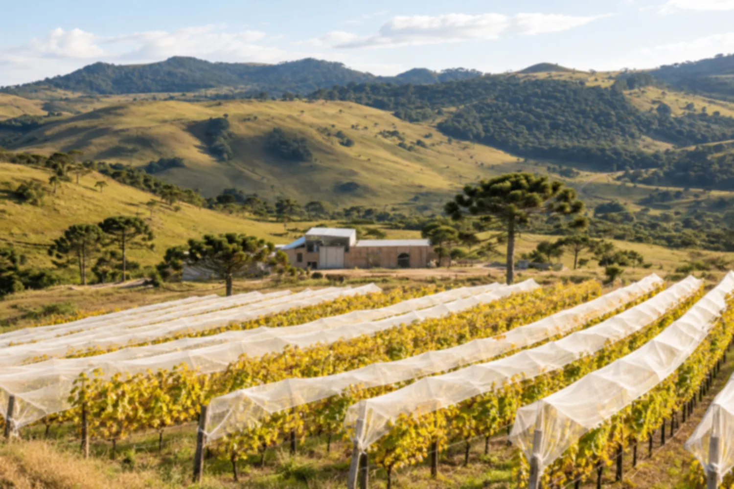 Vinícolas de altitude de São Joaquim