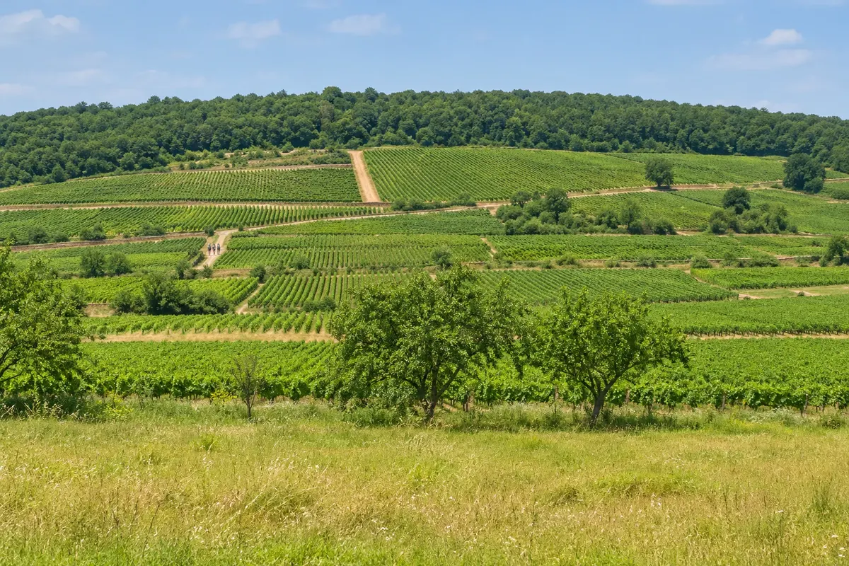 Vinhedos da Côte d'Or, Borgonha
