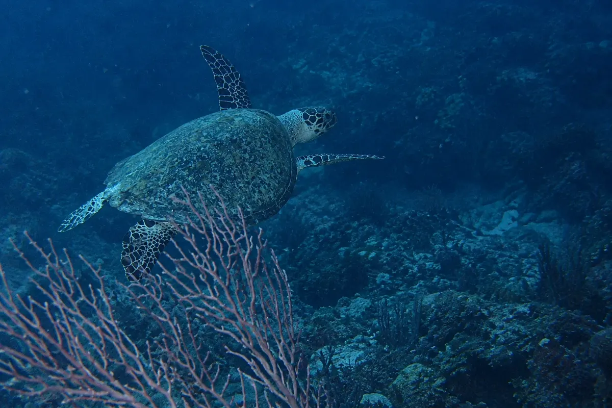Bahía de Akumal