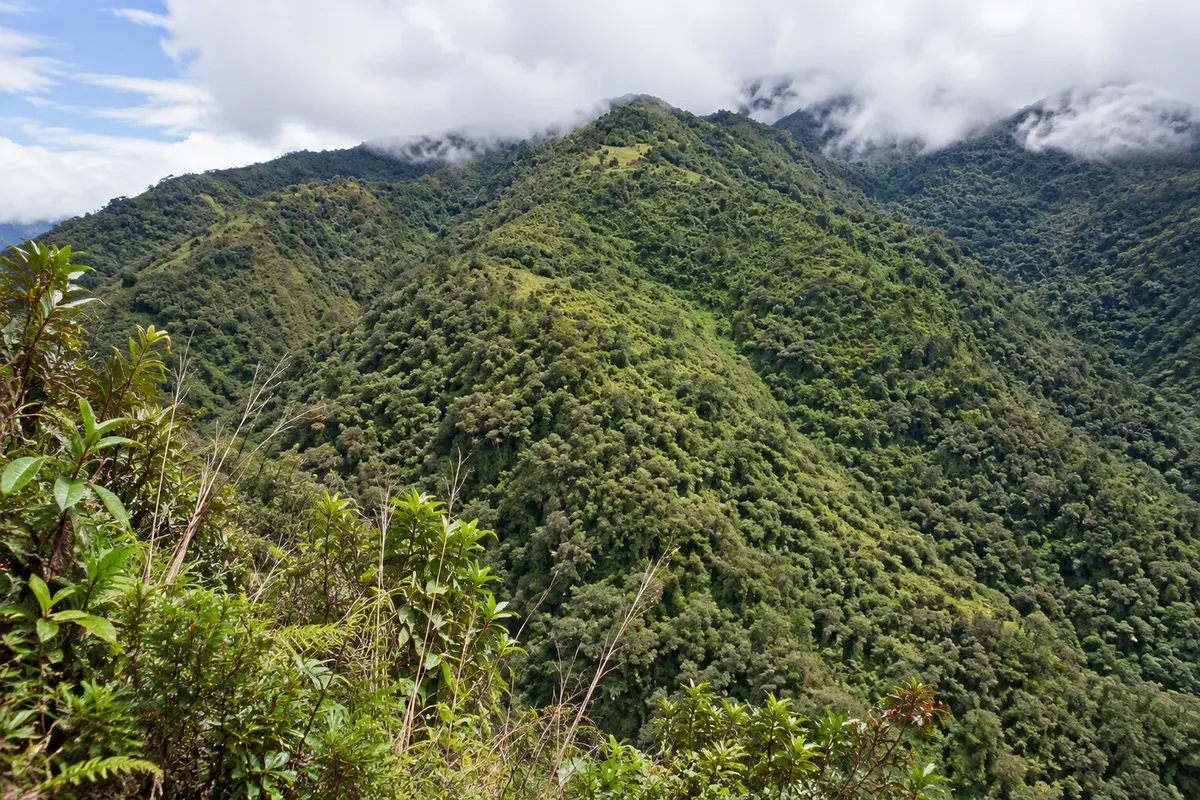 Bosque Protector Mindo-Nambillo