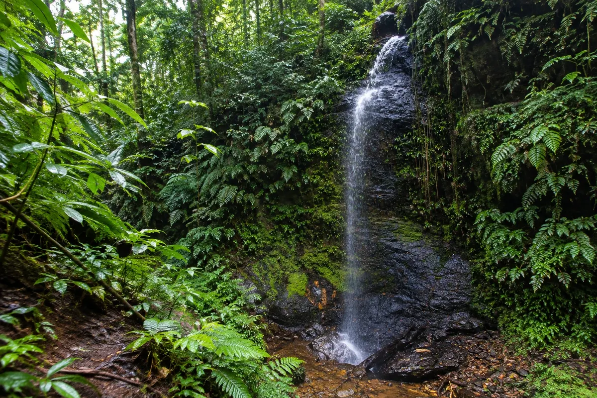 Brownsberg Natuurpark