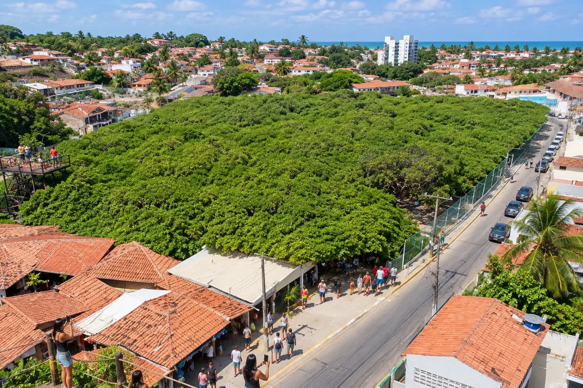 Cajueiro de Pirangi
