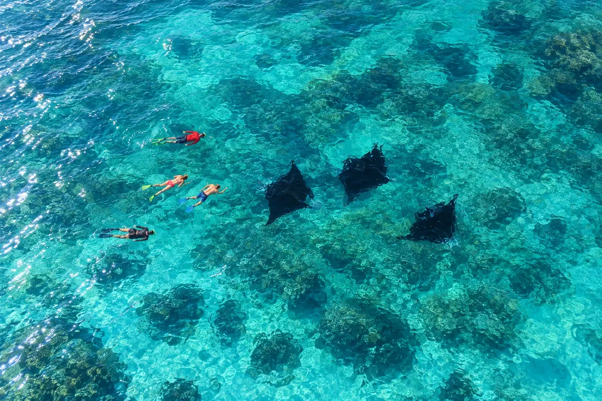 Canal das raias-manta de Drawaqa (Manta Ray Passage)