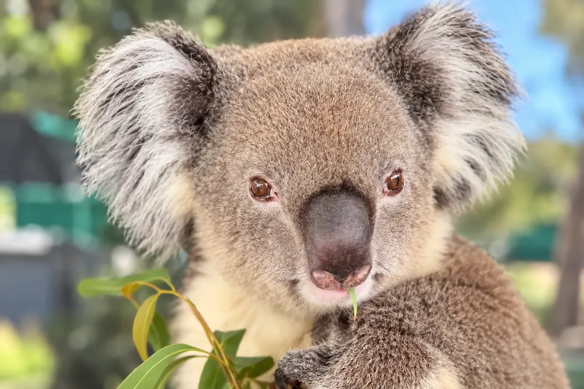 Caversham Wildlife Park