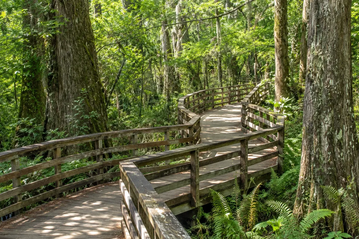 Corkscrew Swamp Sanctuary