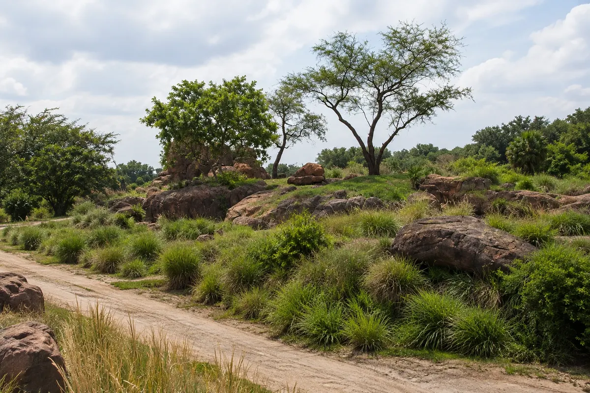 Disney’s Animal Kingdom Theme Park