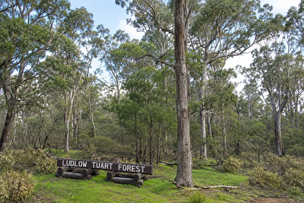 Floresta de tuart de Ludlow