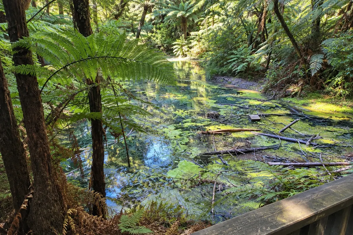 Floresta de Whakarewarewa