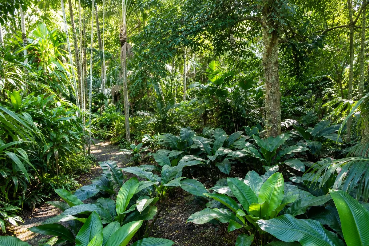 Jardins Botânicos de Cairns