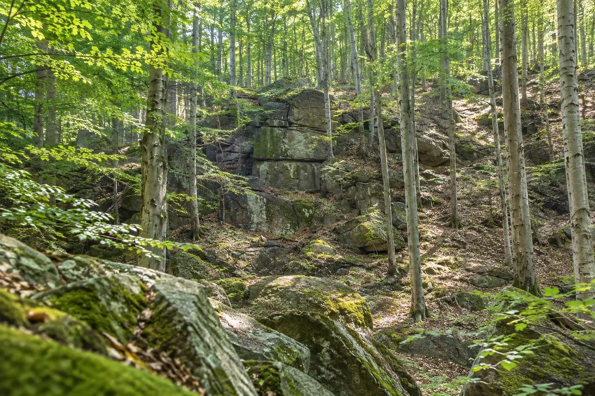Jizerskohorské bučiny