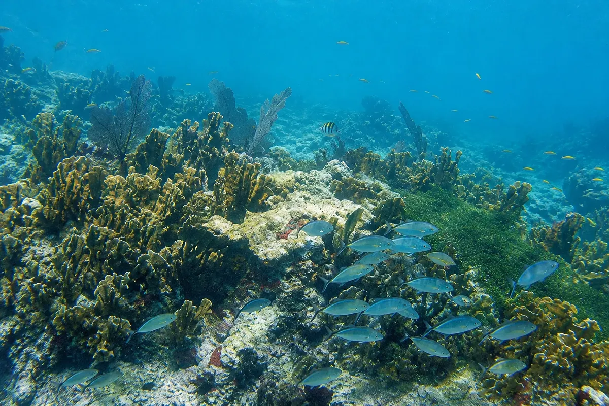 John Pennekamp Coral Reef State Park