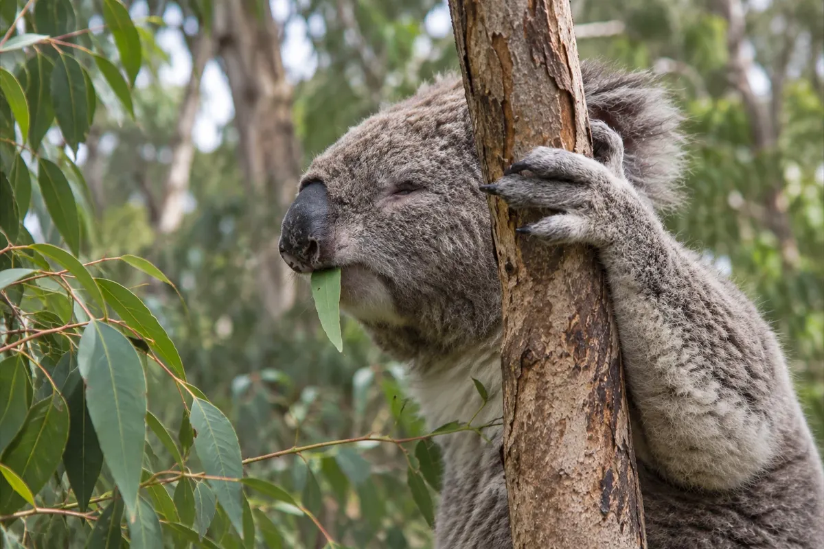 Koala Conservation Reserve