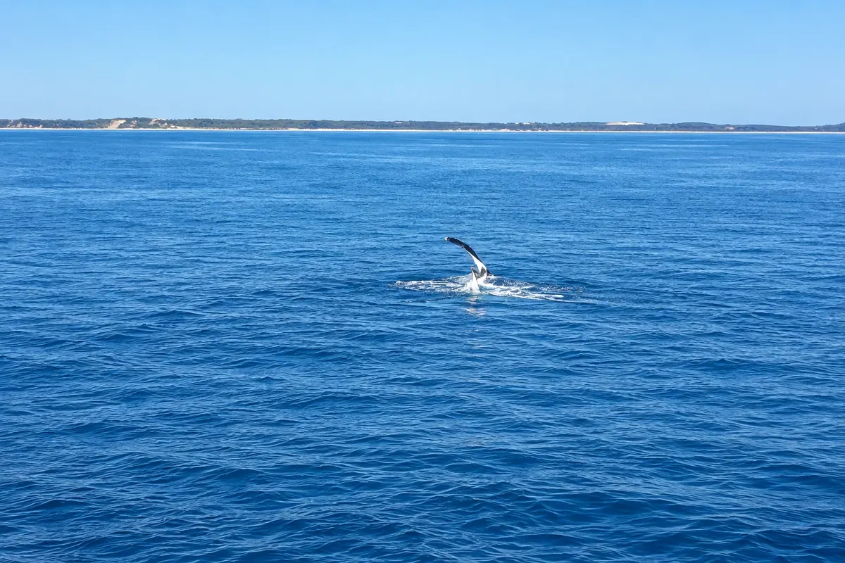 Observação de baleias em Hervey Bay