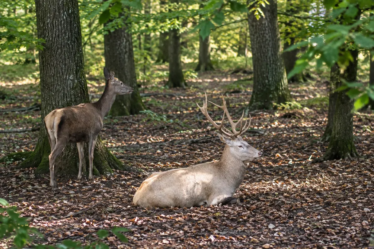 Parc à gibier de Saint-Hubert