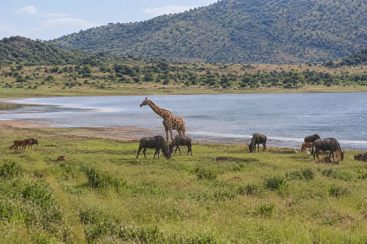 Parque Nacional de Pilanesberg
