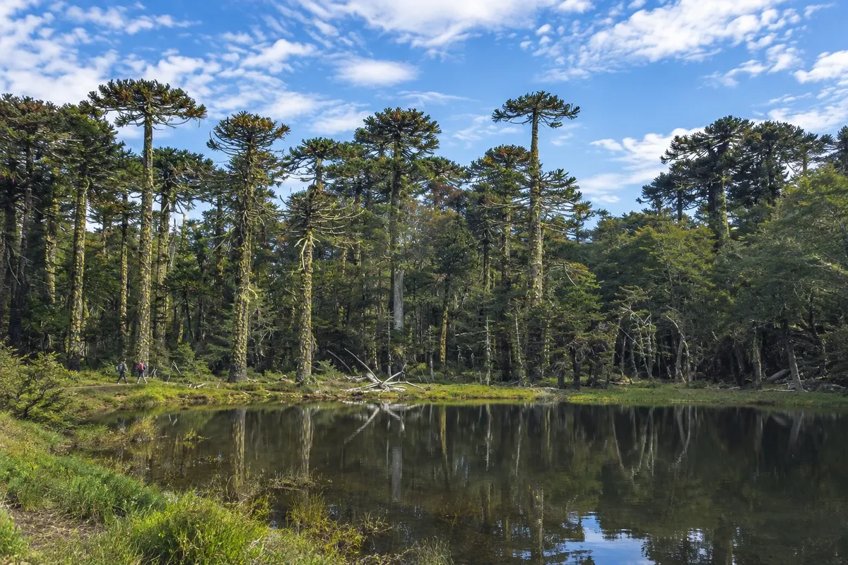 Parque Nacional Huerquehue