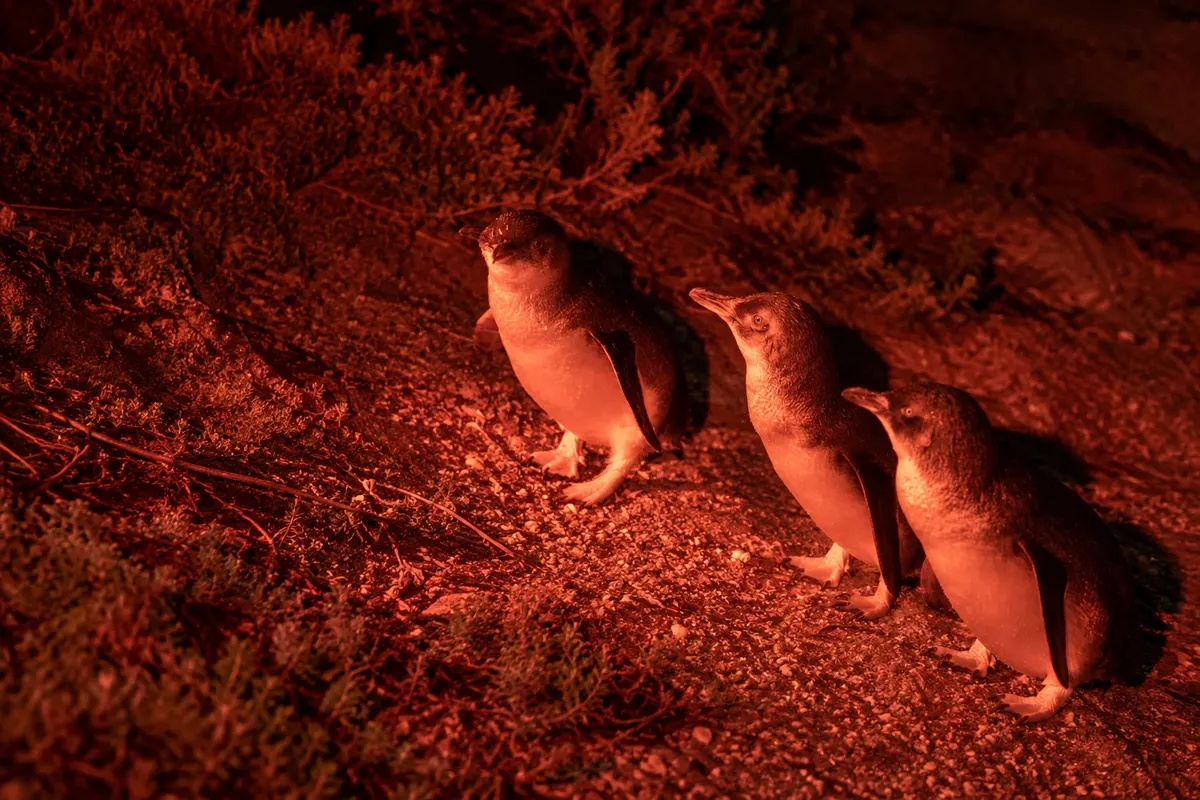 Pinguins de Bicheno