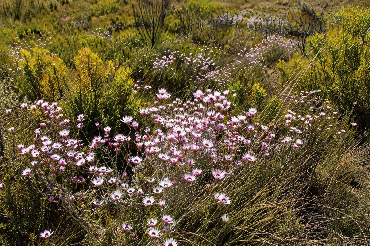 Ramskop Nature Reserve