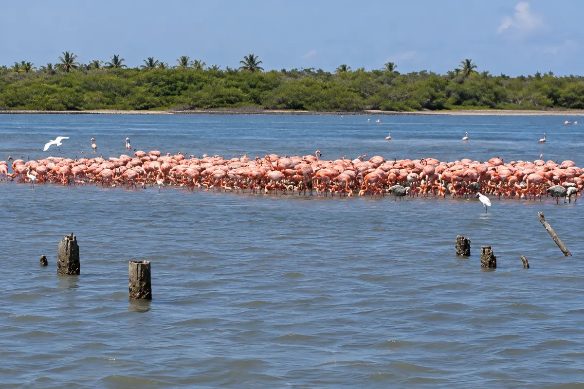 Refugio de Fauna Silvestre de Cuare