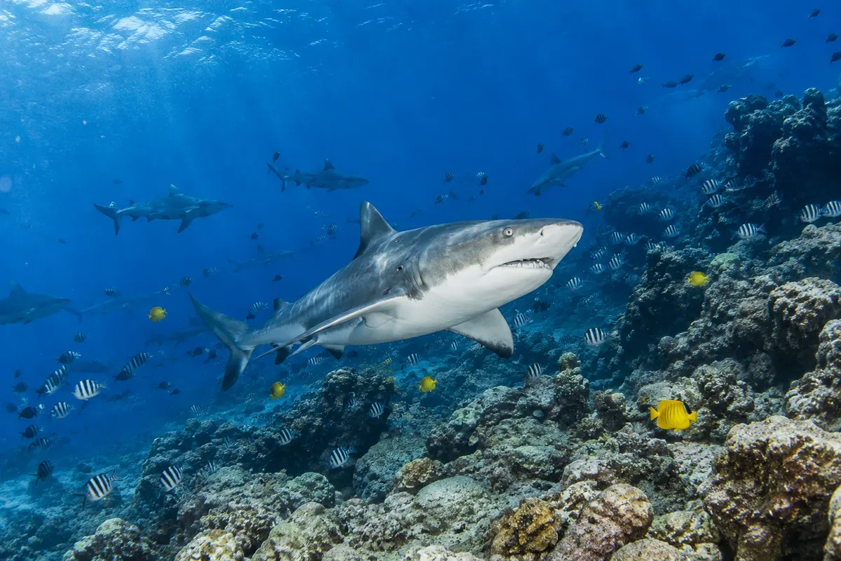 Reserva Marinha do Shark Reef (Shark Reef Marine Reserve)