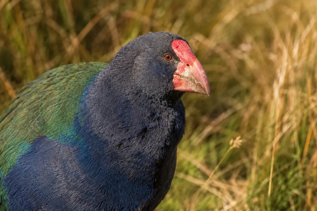 Santuário de aves de Te Anau