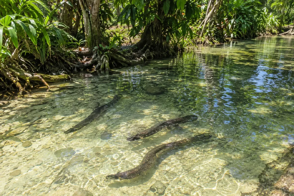 Santuário de enguias de Laraibina
