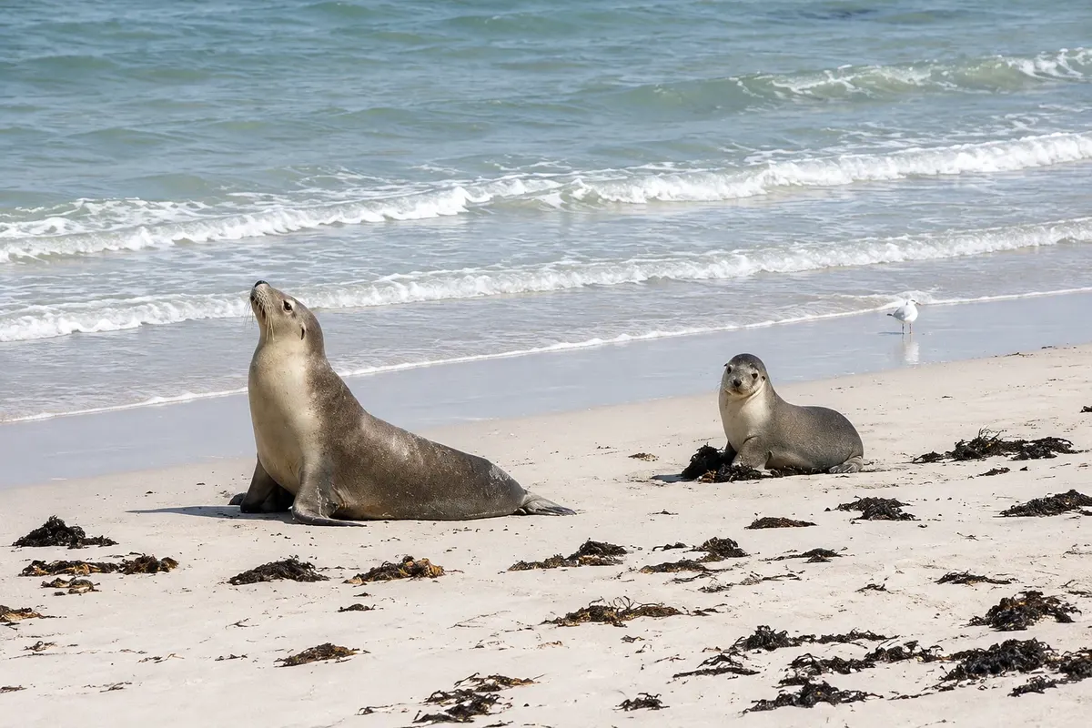 Seal Bay