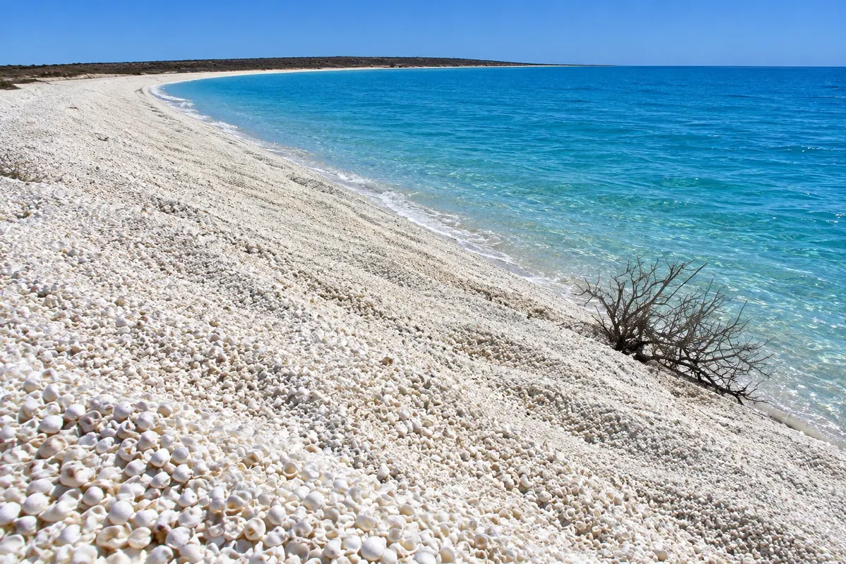 Shell Beach