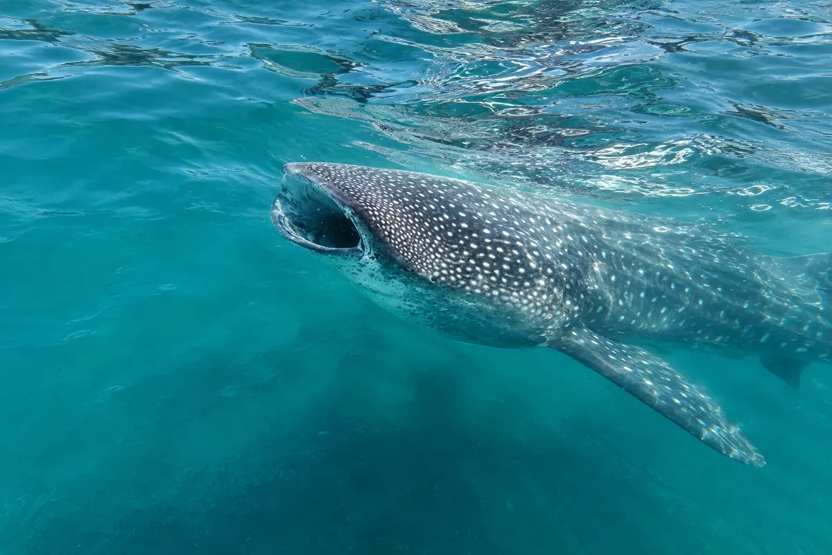 Tiburón Ballena en la Bahía de La Paz