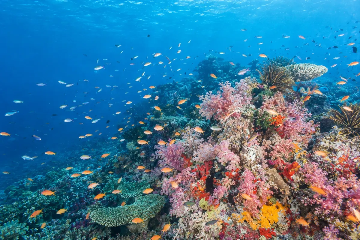 Taveuni e Savusavu