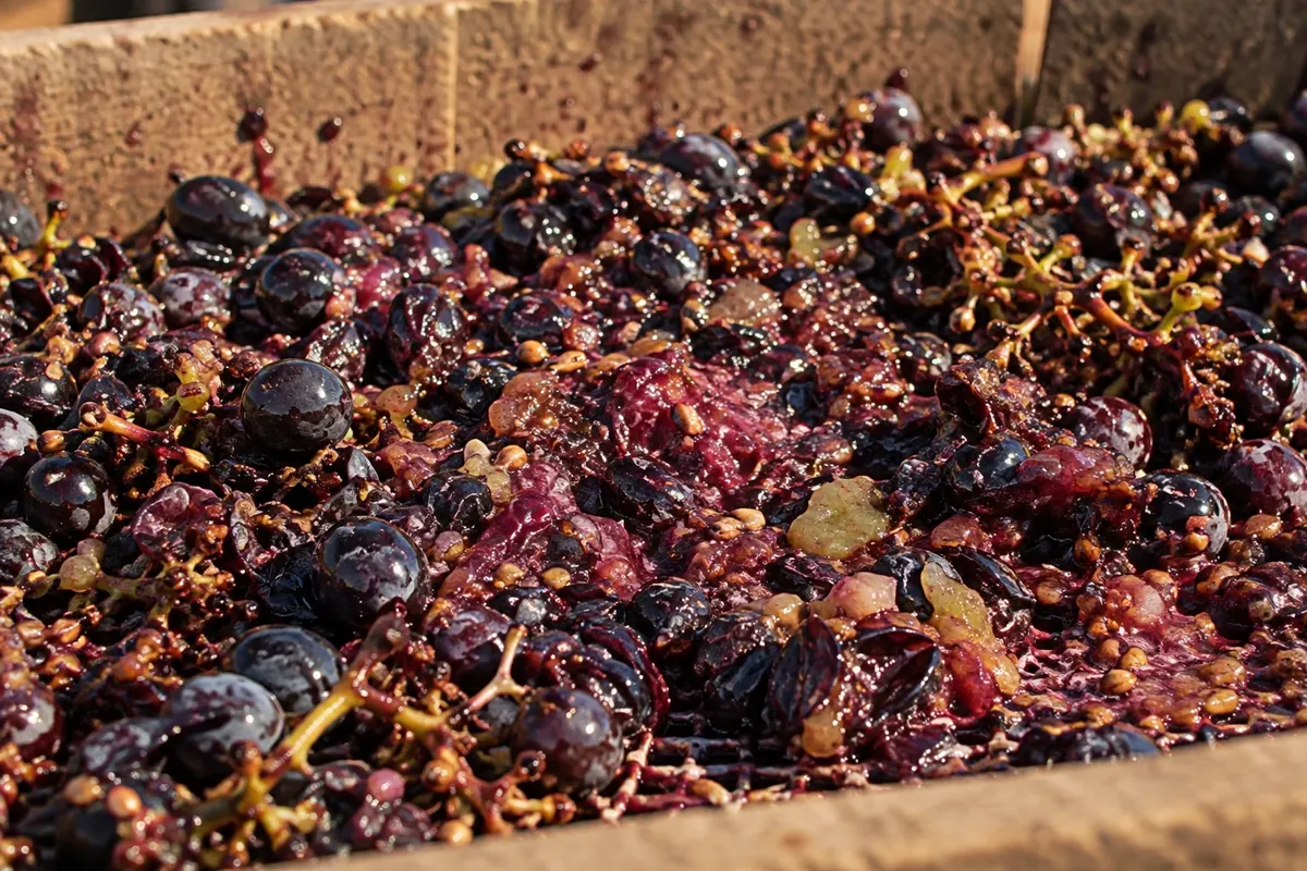 Chicha de Curacaví — Chile.