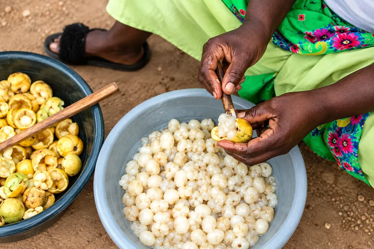 Retirada da polpa dos frutos de marula.